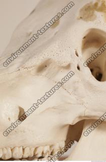 photo reference of skull 0020